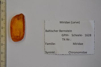 Vorschaubild Bernstein m. Weichwanzenlarve, männl. Zuckmücke